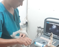 Khám và điều trị bệnh thú cưng