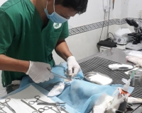 Phẫu thuật thú cưng