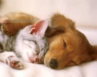 Có nên ngủ cùng thú cưng?