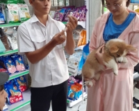Tiêm ngừa thú cưng