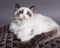 Bụi cát và sức khỏe thú cưng: Nguy cơ vô hình mà nhiều người nuôi mèo chưa nhận ra