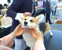 Ngắm chó cảnh, 'hoa hậu' mèo trong cuộc thi thú cưng đầu tiên tại miền Trung