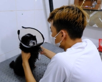 Tốn tiền triệu cho dịch vụ chăm sóc thú cưng trong mùa mưa