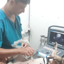 Khám và điều trị bệnh thú cưng