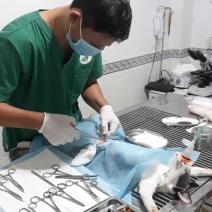 Phẫu thuật thú cưng