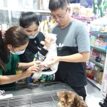 Cắt tỉa làm đẹp thú cưng