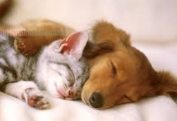 Có nên ngủ cùng thú cưng?