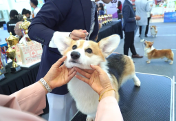 Ngắm chó cảnh, 'hoa hậu' mèo trong cuộc thi thú cưng đầu tiên tại miền Trung