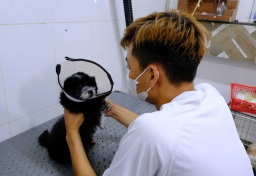 Tốn tiền triệu cho dịch vụ chăm sóc thú cưng trong mùa mưa