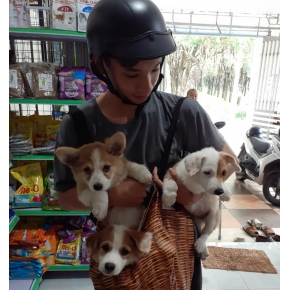 Tiêm ngừa thú cưng