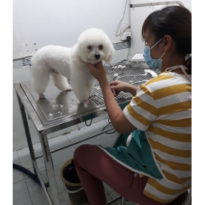 Cắt tỉa làm đẹp thú cưng