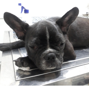 Phẫu thuật thú cưng