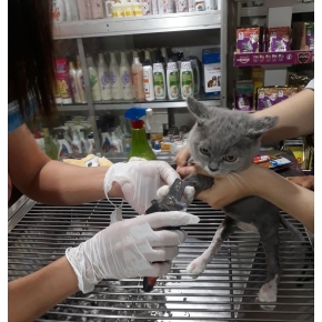 Cắt tỉa làm đẹp thú cưng