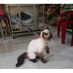 Cắt tỉa làm đẹp thú cưng