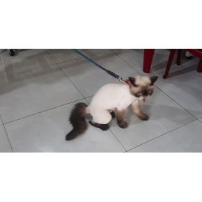 Cắt tỉa làm đẹp thú cưng