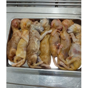 Phẫu thuật thú cưng