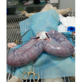 Phẫu thuật thú cưng