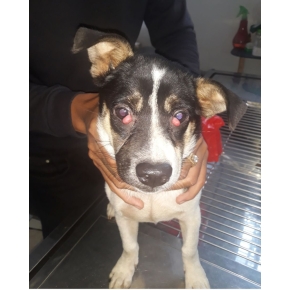 Phẫu thuật thú cưng