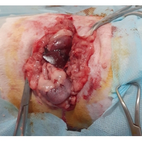 Phẫu thuật thú cưng