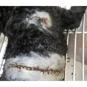 Phẫu thuật thú cưng