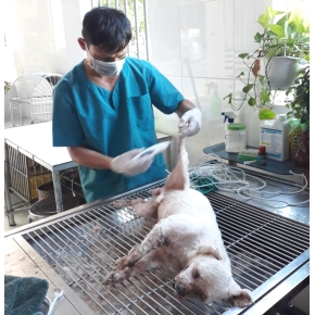 Cắt tỉa làm đẹp thú cưng