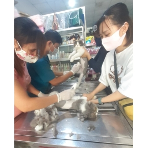 Cắt tỉa làm đẹp thú cưng