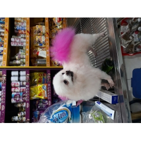 Cắt tỉa làm đẹp thú cưng