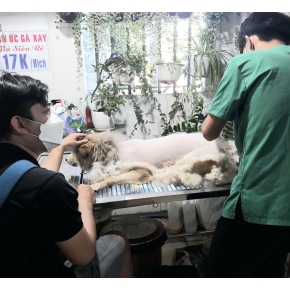 Cắt tỉa làm đẹp thú cưng