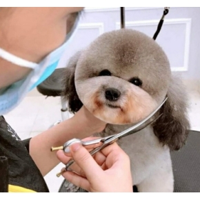 Cắt tỉa làm đẹp thú cưng