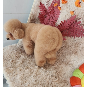 Cắt tỉa làm đẹp thú cưng