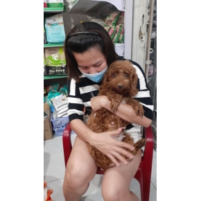 Lưu trú và Khách sạn thú cưng