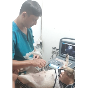 Siêu âm thú cưng