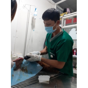 Hình ảnh phẫu thuật thú cưng