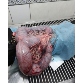 Hình ảnh phẫu thuật thú cưng