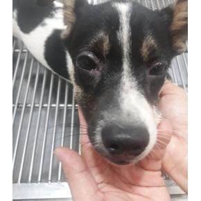 Hình ảnh phẫu thuật thú cưng