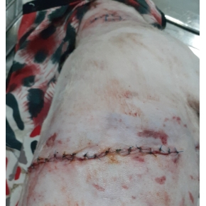 Hình ảnh phẫu thuật thú cưng