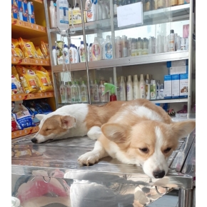 Hình ảnh phẫu thuật thú cưng