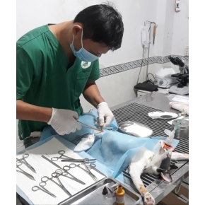 Hình ảnh phẫu thuật thú cưng