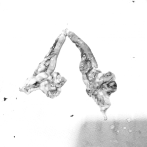 Hình ảnh phẫu thuật thú cưng