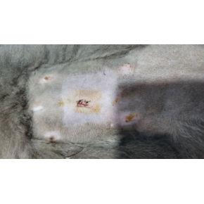 Hình ảnh phẫu thuật tại Phòng khám