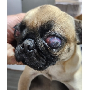 Hình ảnh phẫu thuật tại Phòng khám