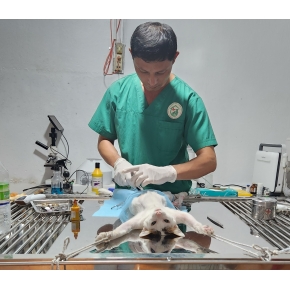 Hình ảnh phẫu thuật thú cưng