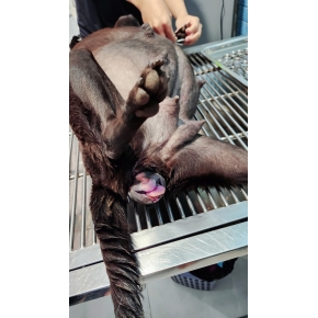 Hình ảnh phẫu thuật tại Phòng khám