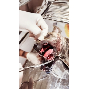 Hình ảnh phẫu thuật tại Phòng khám