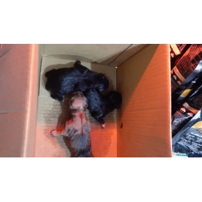 Hình ảnh phẫu thuật tại Phòng khám