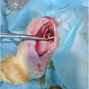 Hình ảnh phẫu thuật tại Phòng khám