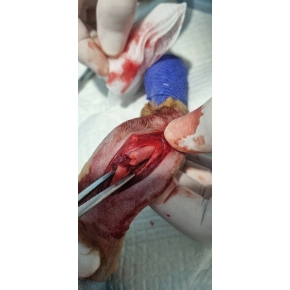 Hình ảnh phẫu thuật tại Phòng khám