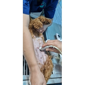 Siêu âm thú cưng