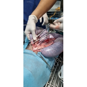 Phẫu thuật cho thú cưng