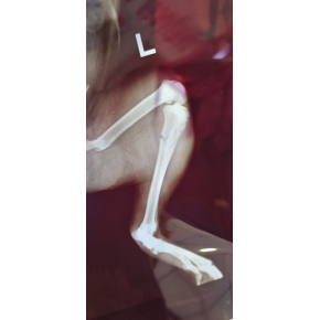 Phẫu thuật cho thú cưng